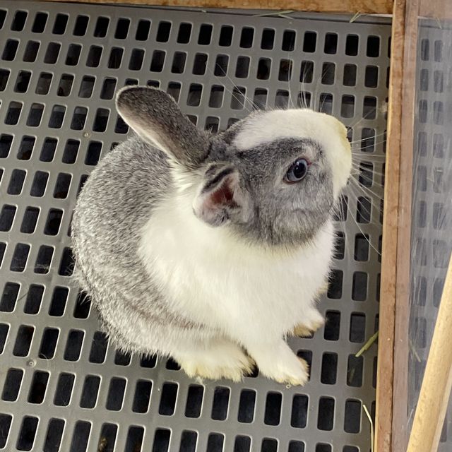 香港🇭🇰首間兔兔Cafe🐰