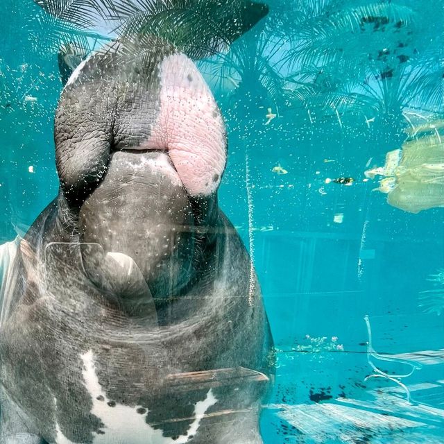 熱川バナナワニ園の動物たち