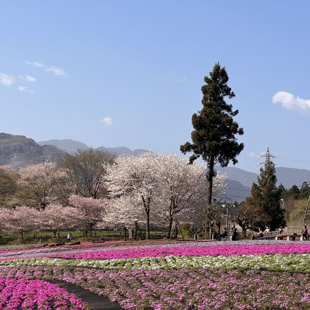 東京近郊景點 – 秩父羊山公園