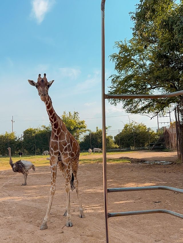 和可愛的長頸鹿來一次親密接觸🦒泰國野生動物園旅遊