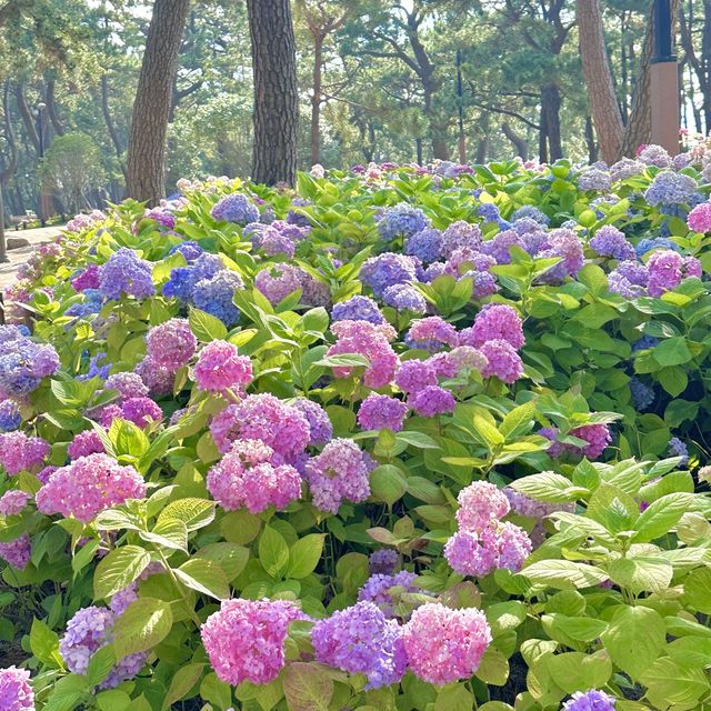부산수국명소 해운대 송림공원