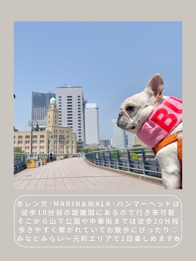 【横浜】わんこと行けるスポット6選🎡