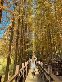 가을옷 예쁘게 입은 청남대 메타세콰이어길🍂🍁