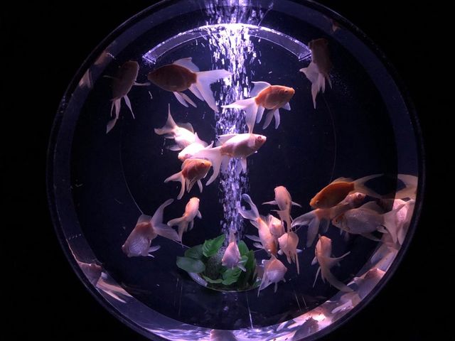 アートアクアリウム美術館