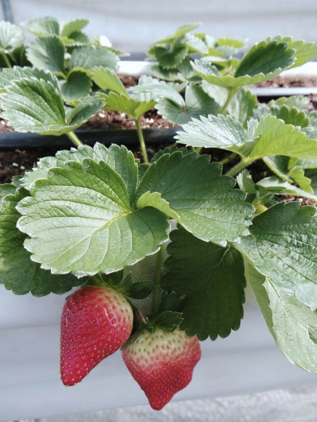 參觀粉嶺鶴藪永霖花園及水耕菜場