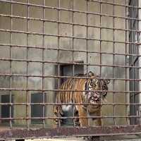 名古屋必去 - 東山動植物園！還有遊樂場！