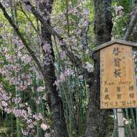 花花世界～天龍寺～熱門景點