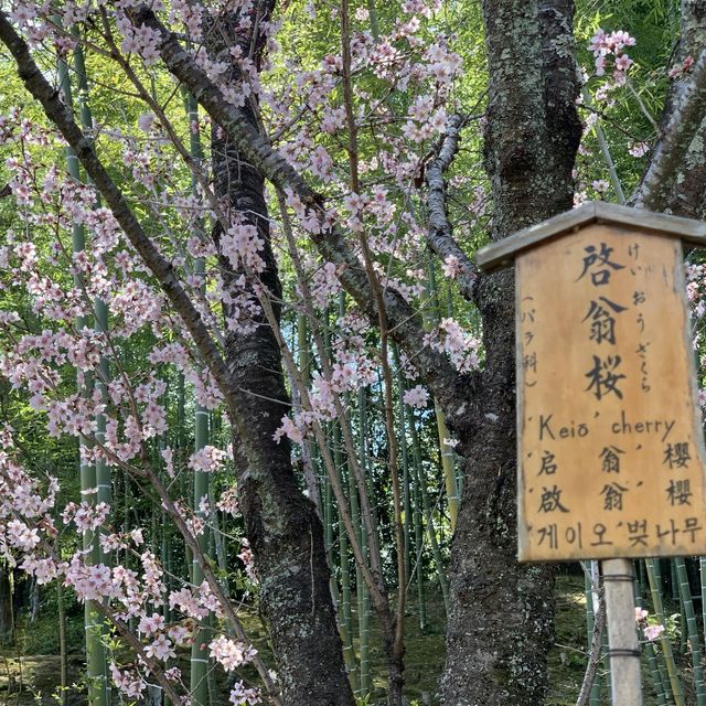 花花世界～天龍寺～熱門景點