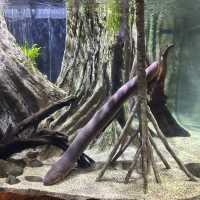 River Wonders