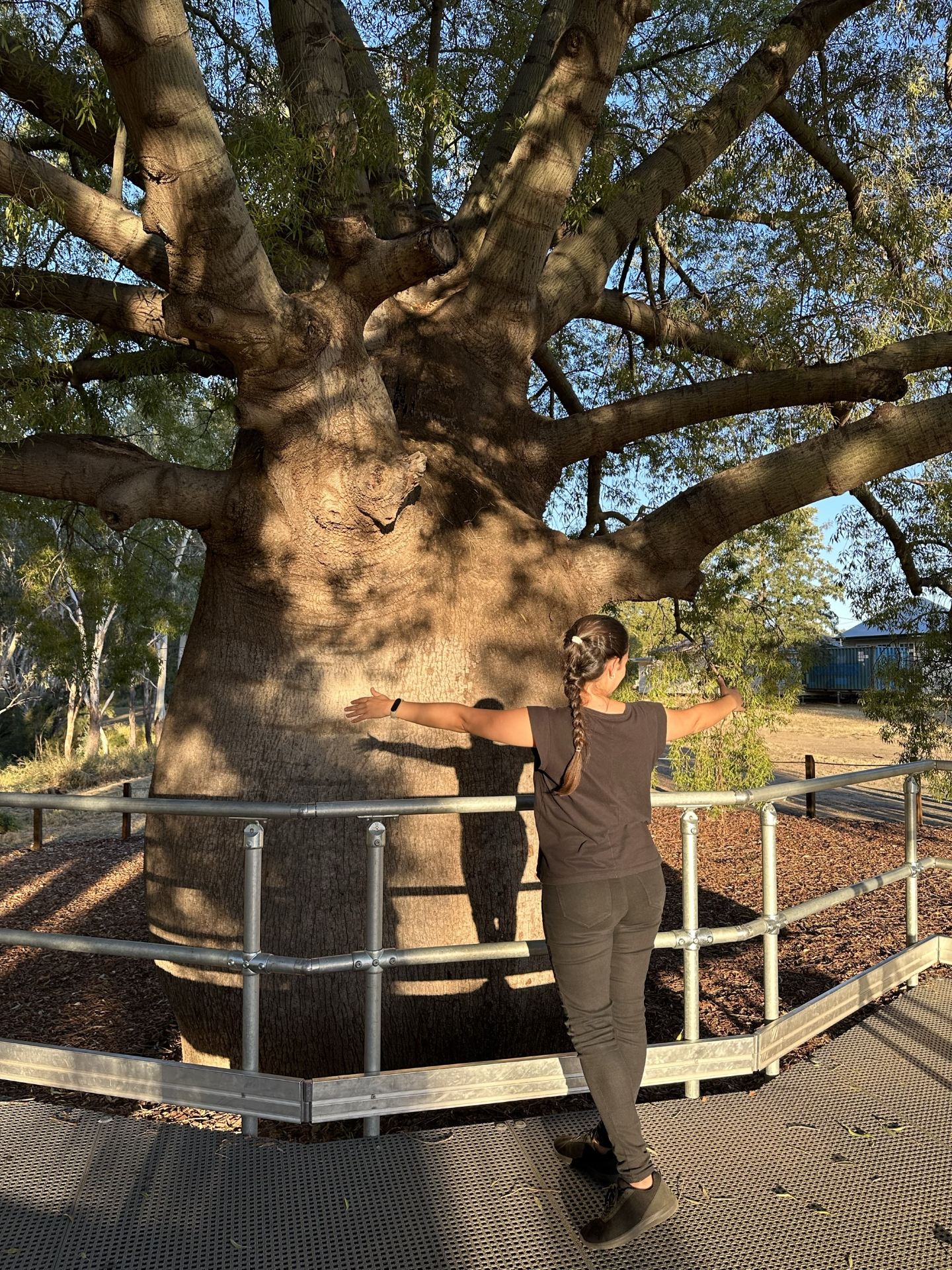The biggest bottle tree 🌳🌲