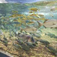 鴨川シーワールドは最強に可愛い生物がいっぱい