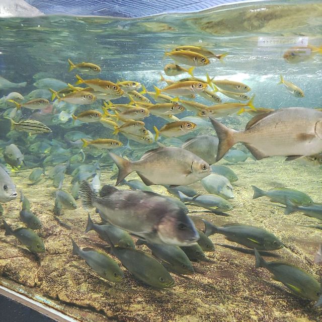 鴨川シーワールドは最強に可愛い生物がいっぱい