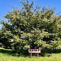 伊東ドライブ