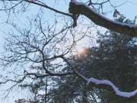 《首爾》冬季戀歌的拍攝地 唯美雪景南怡島 