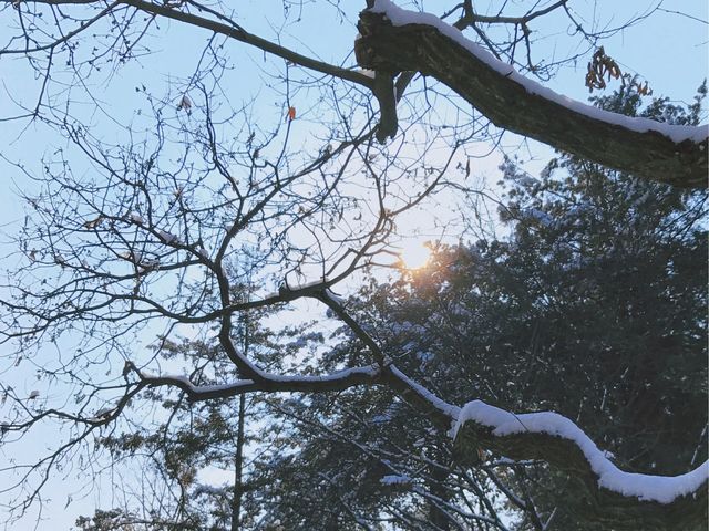 《首爾》冬季戀歌的拍攝地 唯美雪景南怡島 