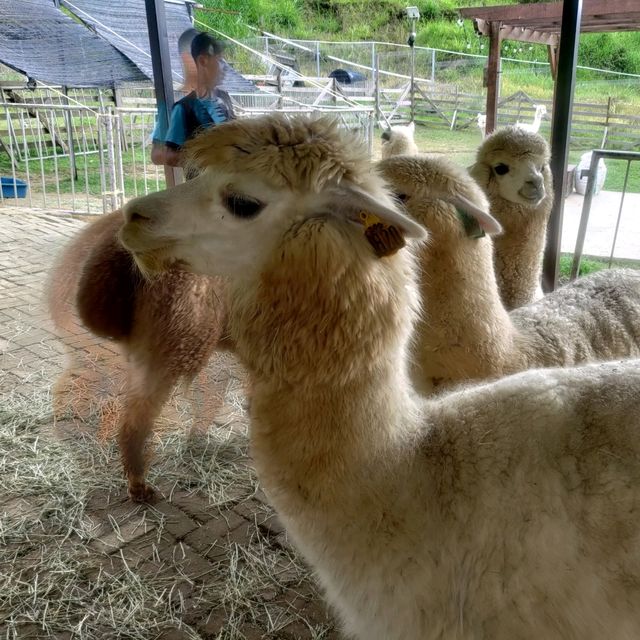 Going out for Lunch? Alpaca Lunch 