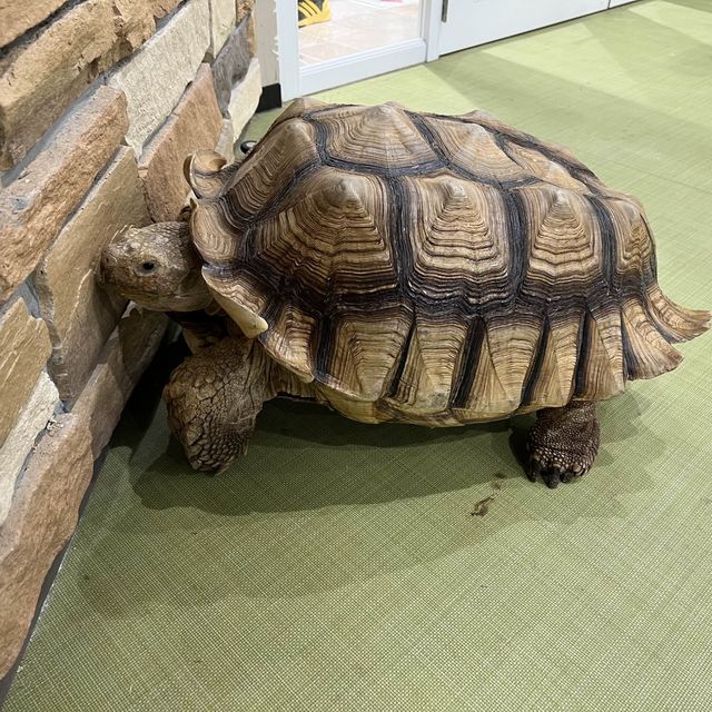 可愛い動物たちと出会う場所→ソラマチにある