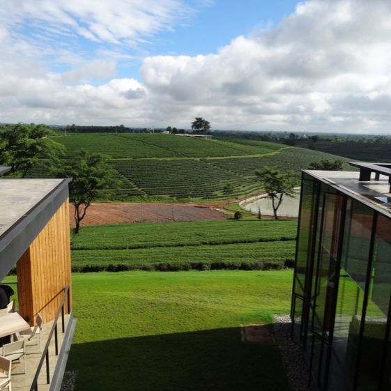 Scenic Tea Plantation in Chiangrai