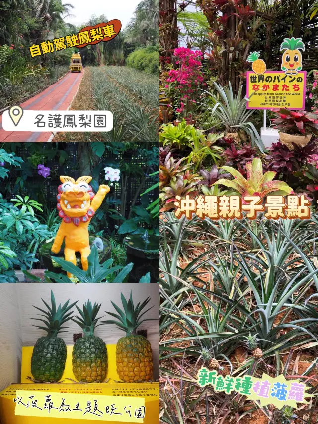 沖繩夏日親子遊‼️旅行🧳必去超得意菠蘿🍍主題名護鳳梨園