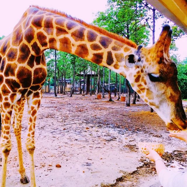 Chiang Mai Night Safari in Thailand 