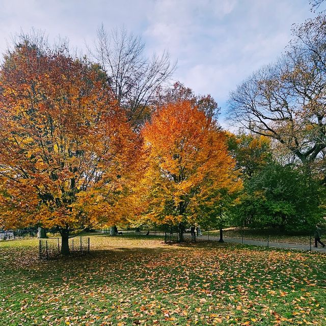 Autumn foliage at Central Park