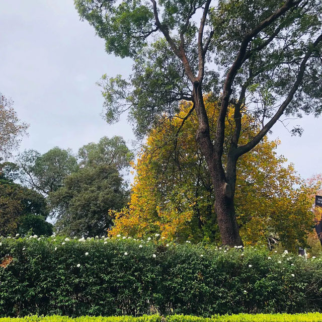 澳洲雪梨🇦🇺 海德公園Hyde Park Sydney🌳🍃