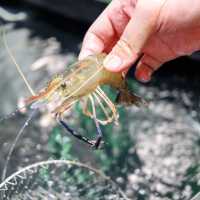 沙田都有釣蝦玩喇🦐
