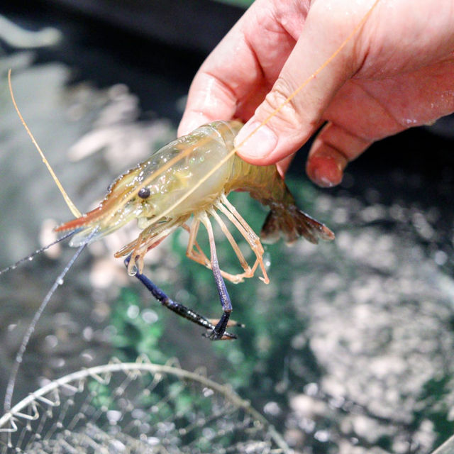 沙田都有釣蝦玩喇🦐