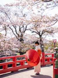 たらい舟からゆったり桜を楽しむ🌸岐阜県大垣市・水門川