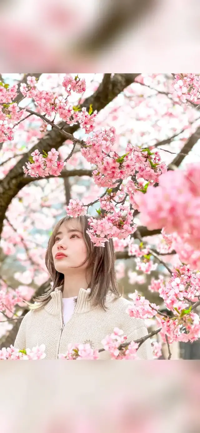 桜撮影はこれ使っておけば間違いない☺️🌸