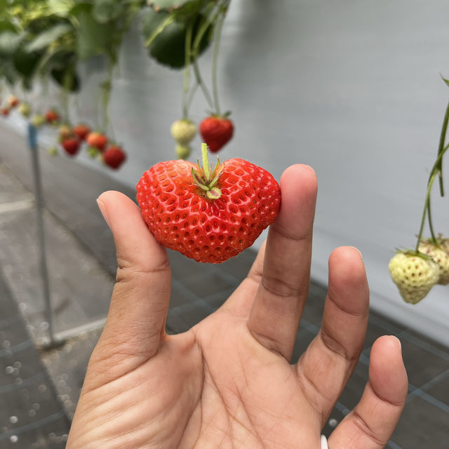 รีวิว Strawberry Farm At Echigo Yuzawa 