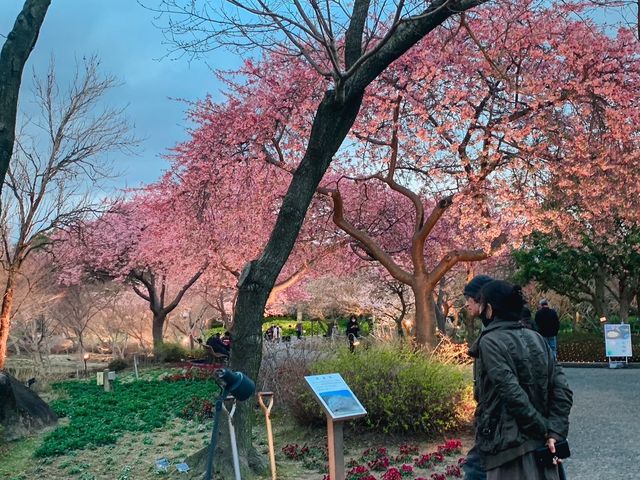 เที่ยวซากุระที่ Nabana no sato💗🌸🌸