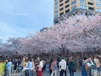 สัมผัสความงามของดอกซากุระริม Meguro River🌸