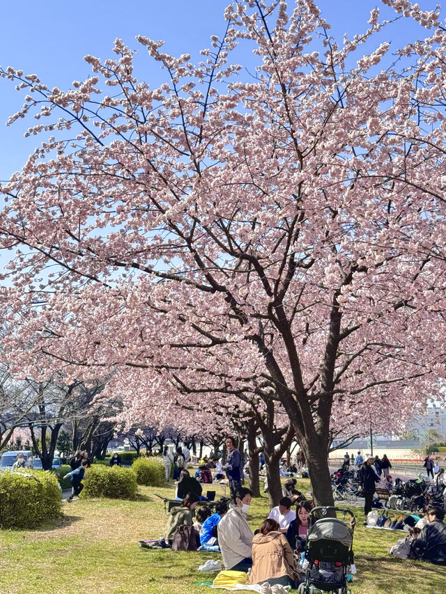 東京寶藏賞櫻地點大公開！