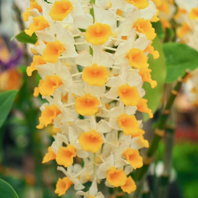 【バラが楽しめる★】神代植物公園