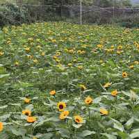 元朗信芯園：向日葵花海，搭76K巴士至石湖圍站