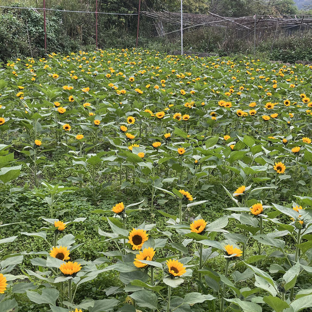元朗信芯園：向日葵花海，搭76K巴士至石湖圍站