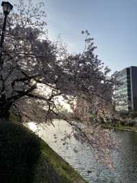 Off-the-path cherry blossom trails🌸🍃