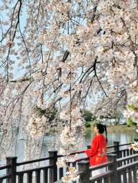 아름다운 벚꽃커튼을 원없이 볼수있는곳🌸