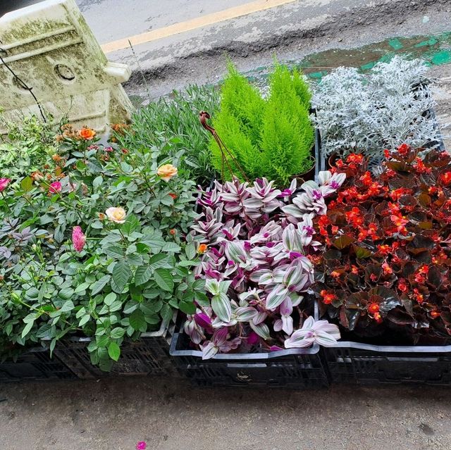 Flowers in Cameron Highlands. 