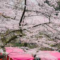🌸ชมซากุระที่ถนนซากุระSugi no baba