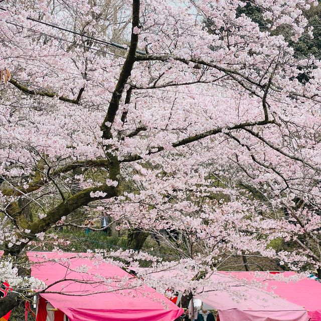 🌸ชมซากุระที่ถนนซากุระSugi no baba