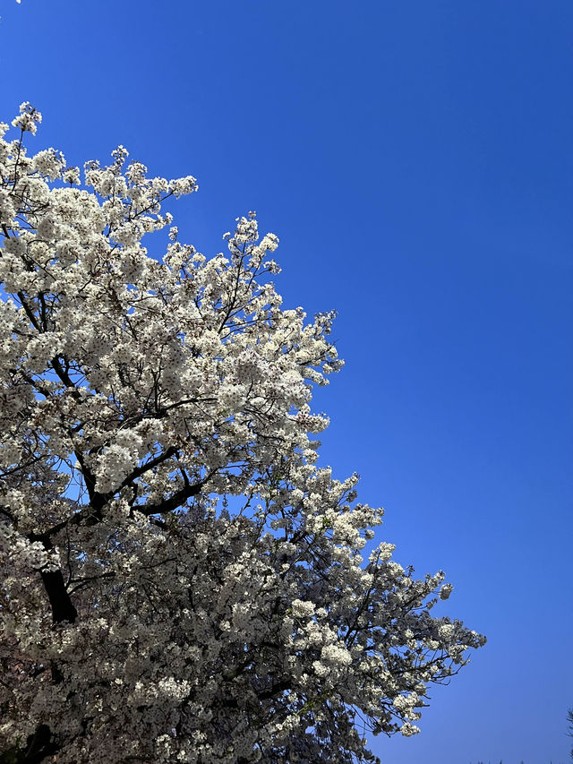 청주의 아름다운 벚꽃길🛣️ 무심천🌸