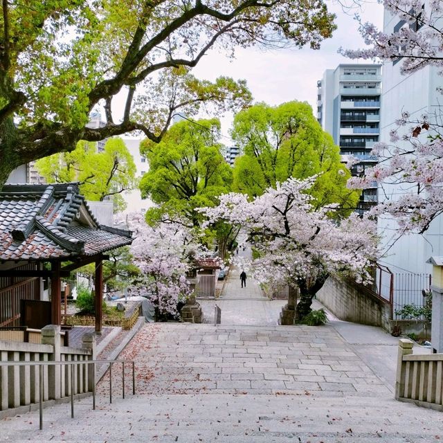 春の大阪旅行🌸都会の絶景の桜と『高津の宮』