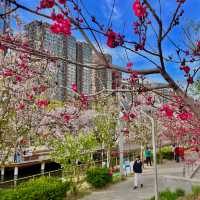 Bike ride through beautiful blossoms in Beijing 🌺🌸