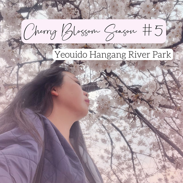 Seoul Cherry Blossoms: Yeouido Hangang River