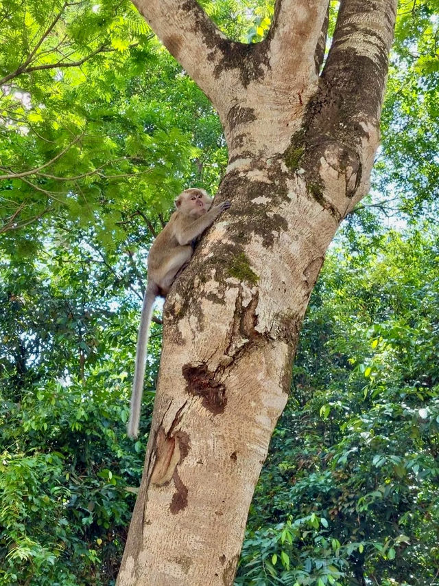 Kota Damansara Community Forest Reserve