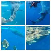 🐋🤿 Snorkeling with Gentle Giants in Oslob! 🌟📸