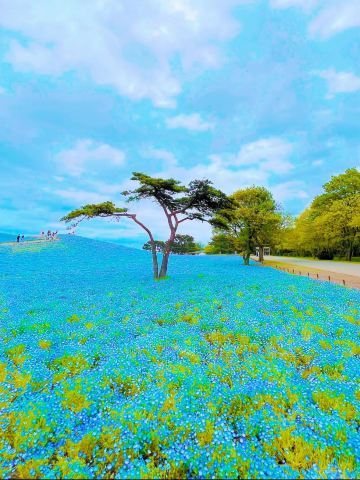 Ibaraki] A carpet of blue! Come see the spectacular Nemophila