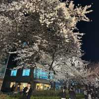 Shop and see cherry blossoms at Hongdae